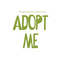 BeagleFreedomAustralia love cat dog rescue Sticker