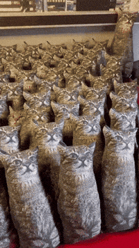 Wobo cat odd find odd cat GIF