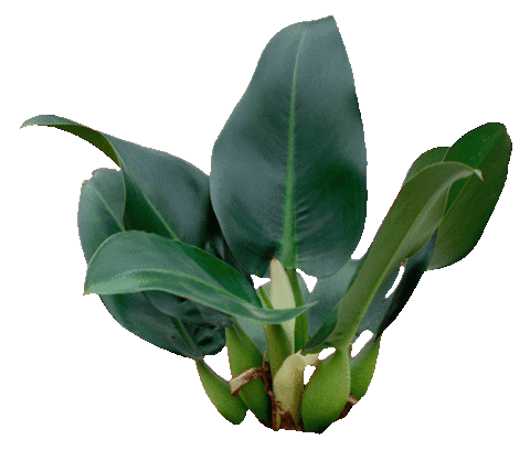 Pacova Sticker by Vasap Design