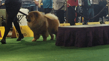 dog GIF by Westminster Kennel Club