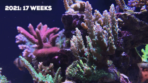 xiaoxiy giphygifmaker GIF