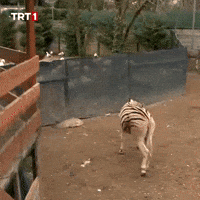 Trip Goodbye GIF by TRT