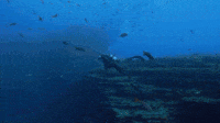 This Is A Cold, Deep Water Reef