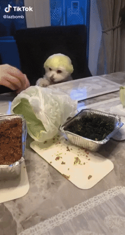 cuteanimalland giphyupload GIF