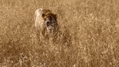 alisonriley829f giphyupload GIF