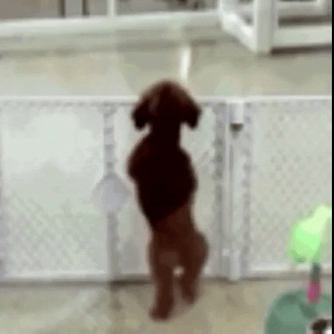 dog ap GIF by The Videobook