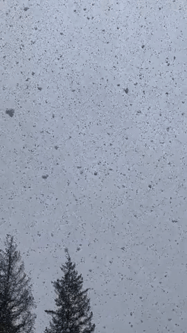 Large Flakes Blanket Washington in Snow