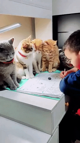 cuteanimalland giphyupload GIF