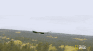 nat geo wild yukon vet GIF by Dr. Oakley, Yukon Vet