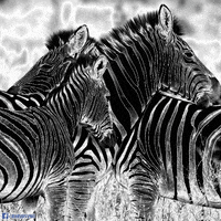 stripes zebra GIF by Psyklon