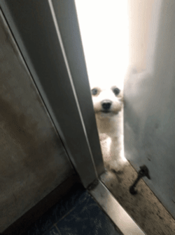 cuteanimalland giphyupload GIF