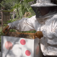 Florida Zoo Uses Honey to Treat Injured Sea Turtles