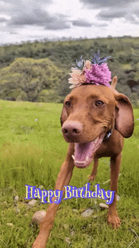 Happy Birthday GIF