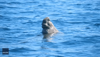 Rarely-Seen Elephant Seal Caught Snoozing Off California Coast