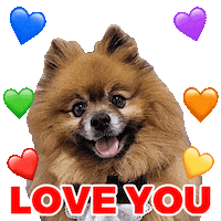 I Love You Pomeranian Sticker by Pimp Yo Pets