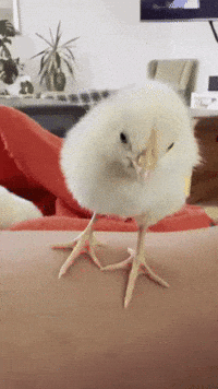 Question Frage GIF