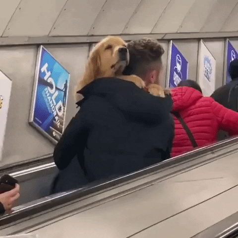 cuteanimalland giphyupload GIF