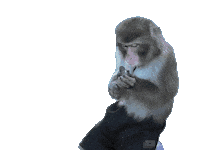 Fun Monkey Sticker