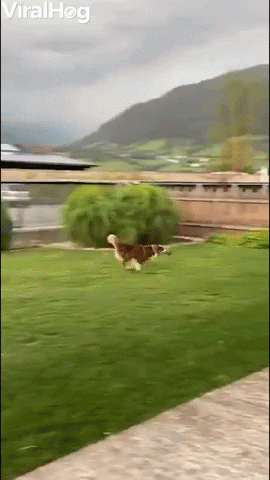International Dog Day GIF by ViralHog