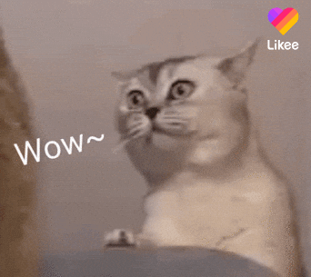 Happy Cat GIF by Likee US