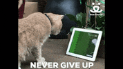 Never Give Up Reaction GIF by Best Friends Animal Society