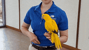 Flappy Bird Pirate GIF by Brookfield Zoo