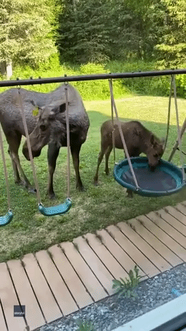 Baby Moose Checks Out Swing Set 