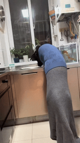 cuteanimalland giphyupload GIF