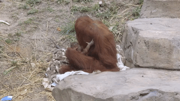 Critically Endangered Sumatran Orangutan Born at Audubon Zoo