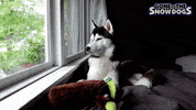 gonetothesnowdogs outside husky siberian husky catch me outside GIF
