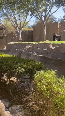 Gorilla Chases Stray Dog That Entered Enclosure at San Diego Zoo