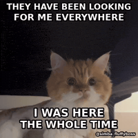 simbafluffyboss reaction gif funny cat funny animals cat meme GIF
