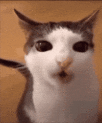 Cat Eating GIF