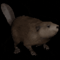 theHunterCOTW dance canada beaver alberta GIF