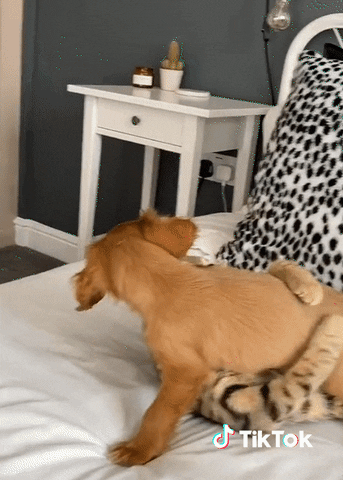 Chat Animaux GIF by TikTok France