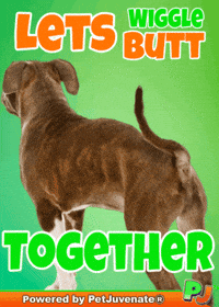 PetJuvenate funny dog puppy love cute puppy petjuvenate GIF