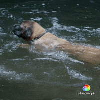 Dogs Swimming GIF by Animal Planet