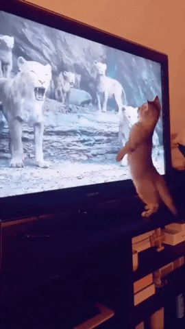 cuteanimalland giphyupload GIF