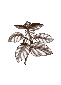 Sibb Sticker by Sibbitter