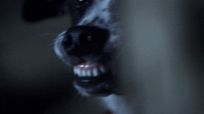 paranormal witness dog GIF by SYFY