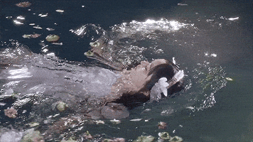 Music Video Swimming GIF
