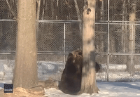 Randy using a tree for his scratching post!