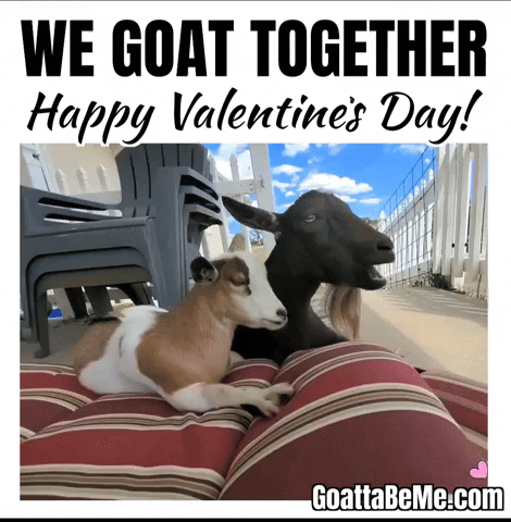 Valentines Day GIF by Goatta Be Me Goats! Adventures of Java, Toffee, Pumpkin and Cookie!