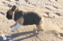 StatusHive friday friday deploy deploy fail deploying on a friday GIF