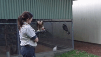 Injured Falcons Tuck Into a Big Feed