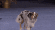GIF by Hallmark Channel