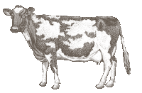 Dorsetdairy Sticker by DDC