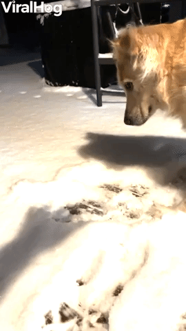 Golden Retriever Attacks Shadows in the Snow