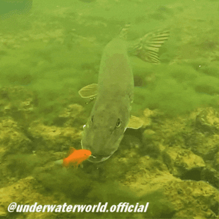 Fishing Goldfish GIF