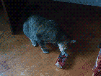 cat cans GIF